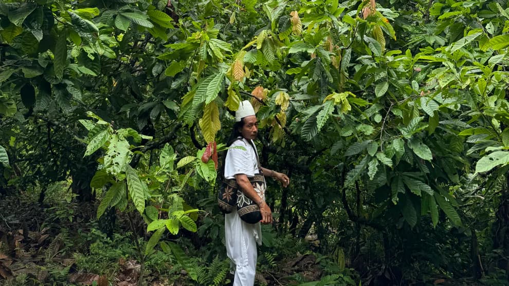 Cacao farmer walking through the farm